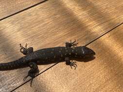 Image of Costa Rican Tropical Night Lizard