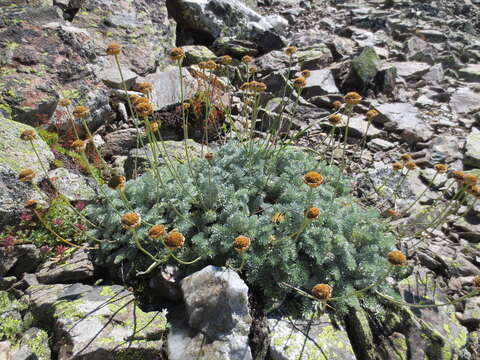 Image of Anthemis marschalliana Willd.