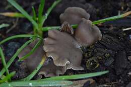 Image of Arrhenia acerosa (Fr.) Kühner 1980