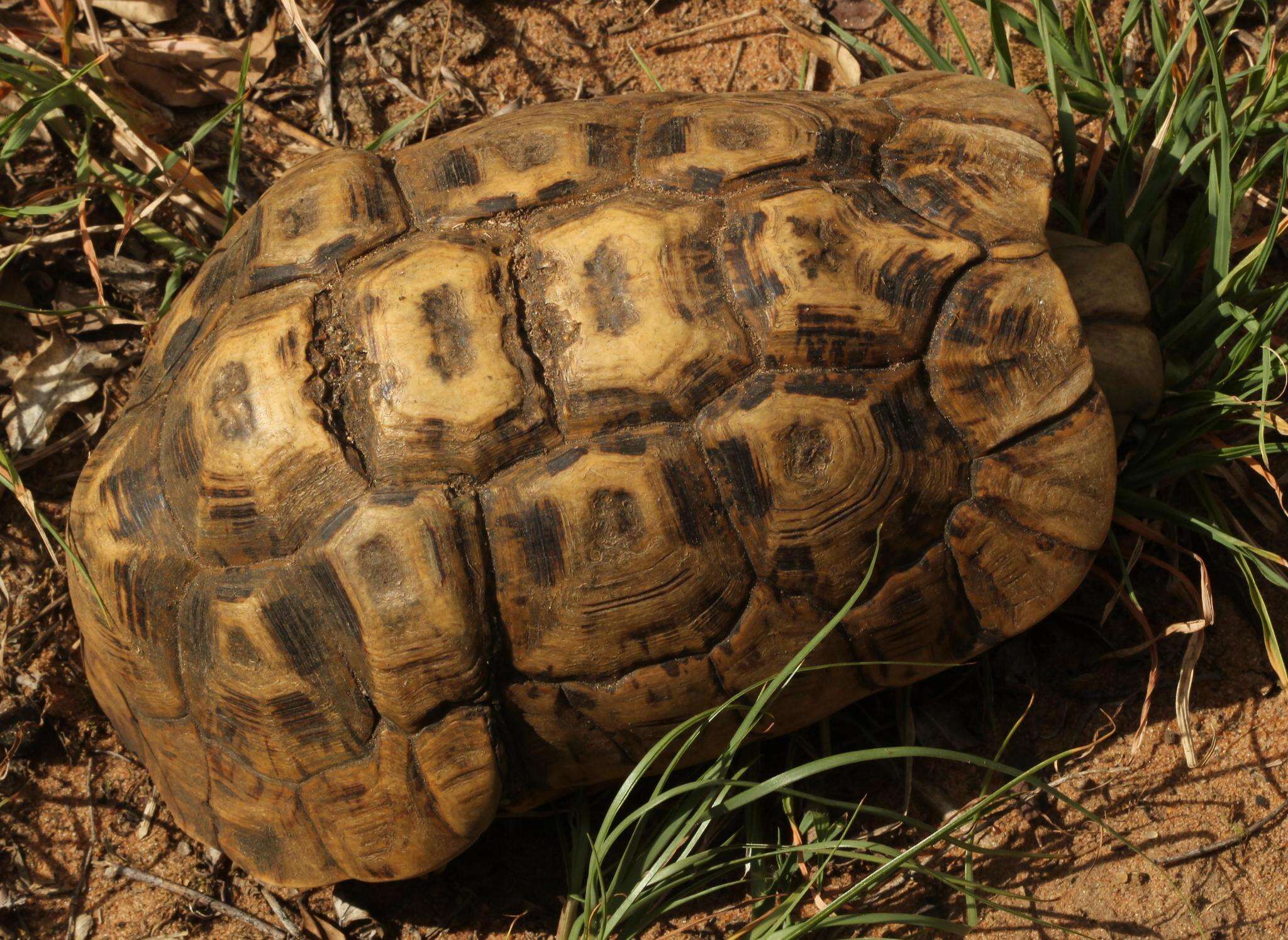 Image of Southeastern hinge-back tortoise