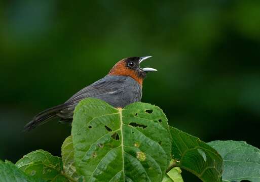 Image of Chestnut-headed Tanager