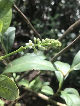 Citharexylum caudatum L.的圖片