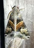 Image of Melipotis ochrodes Guenée 1852