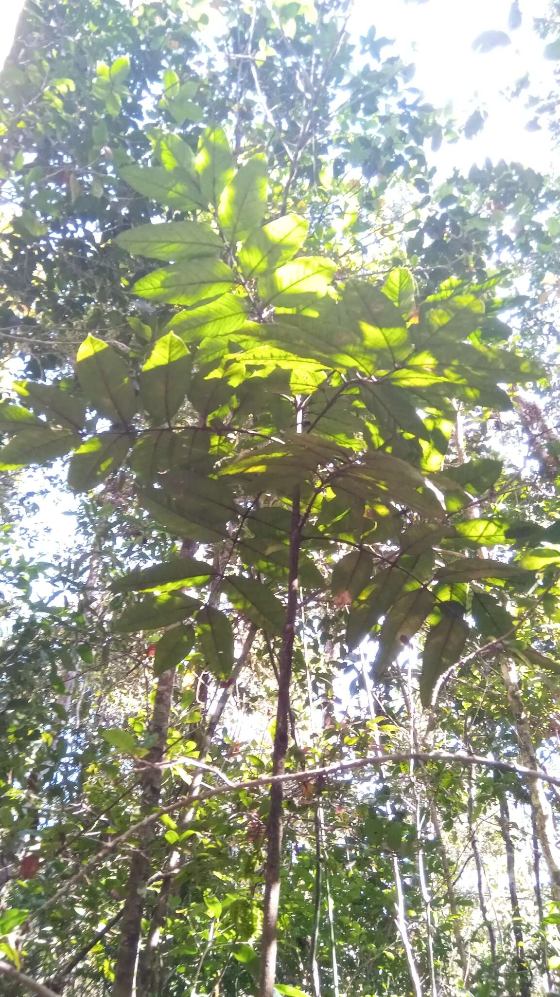 Plancia ëd Colea fusca H. Perrier