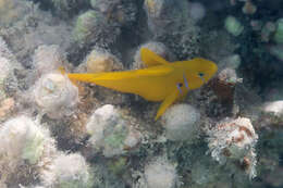 Image of Lemon coralgoby