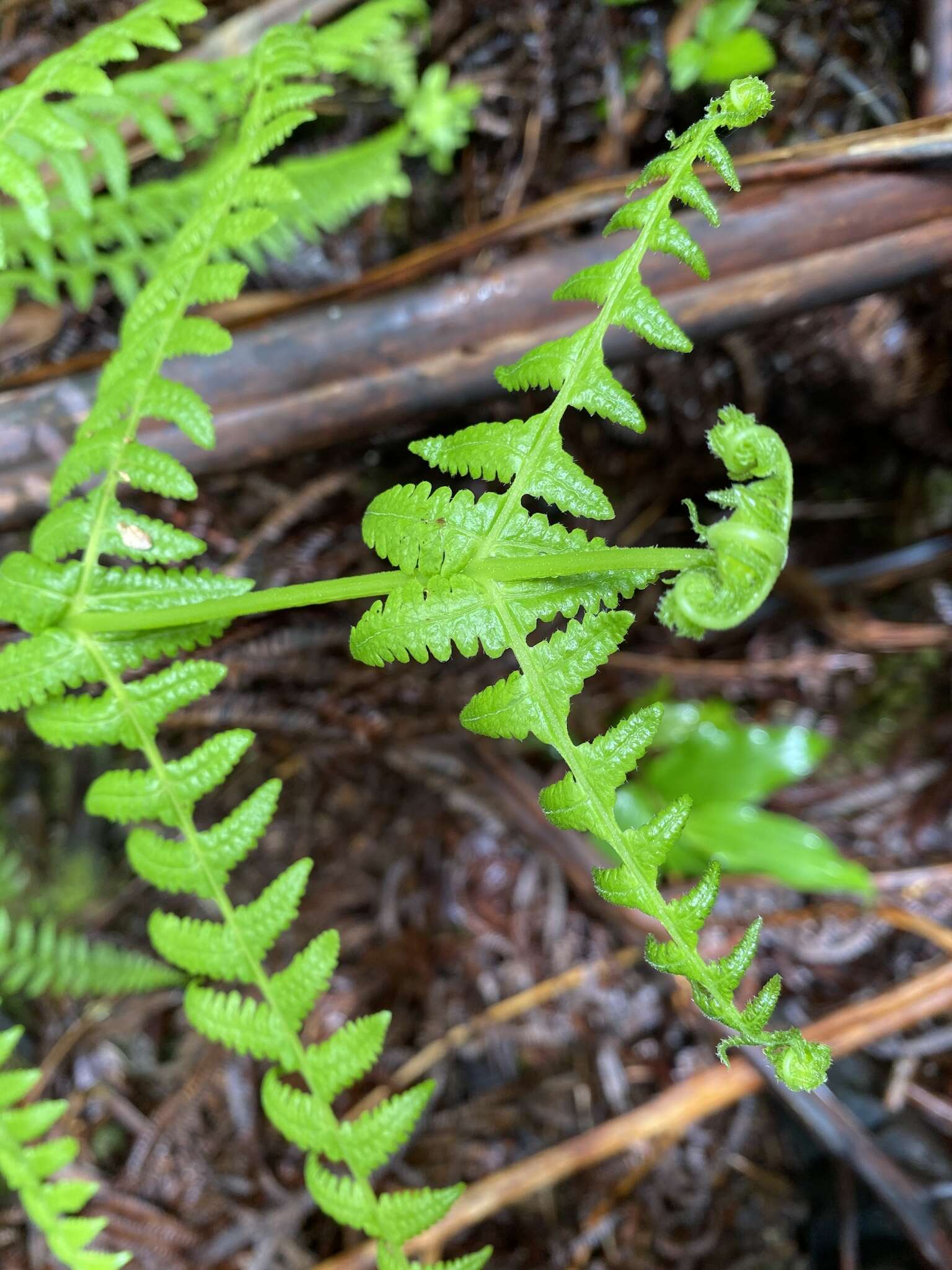 Слика од Phegopteris keraudreniana (Gaud.) Mann