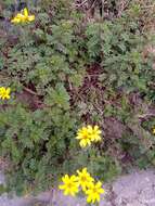 Imagem de Tagetes zypaquirensis Humb. & Bonpl.