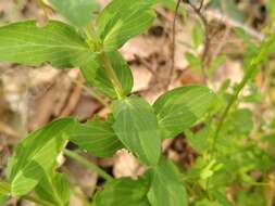 Слика од Hypericum australe Ten.