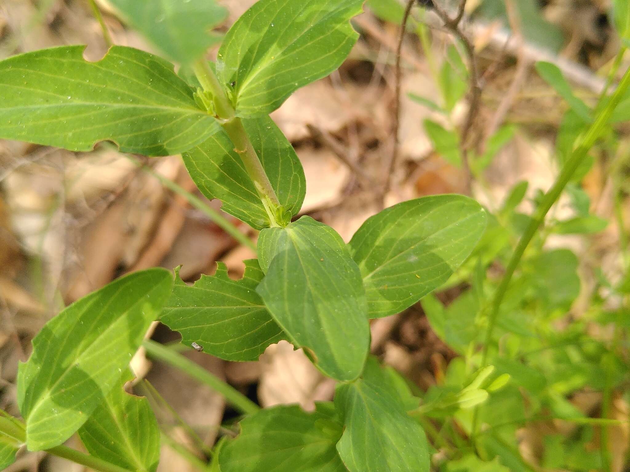 Слика од Hypericum australe Ten.