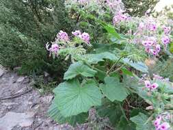 Image of Pelargonium papilionaceum (L.) L'Her. ex Ait.