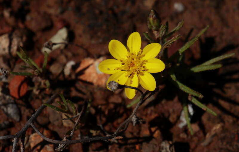 Sivun Rhynchopsidium pumilum (L. fil.) DC. kuva