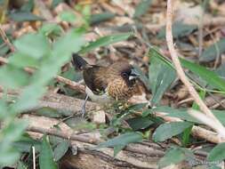 Image of White-rumped Munia