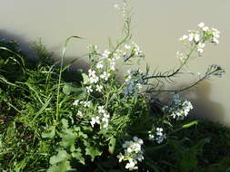 Image of wild radish