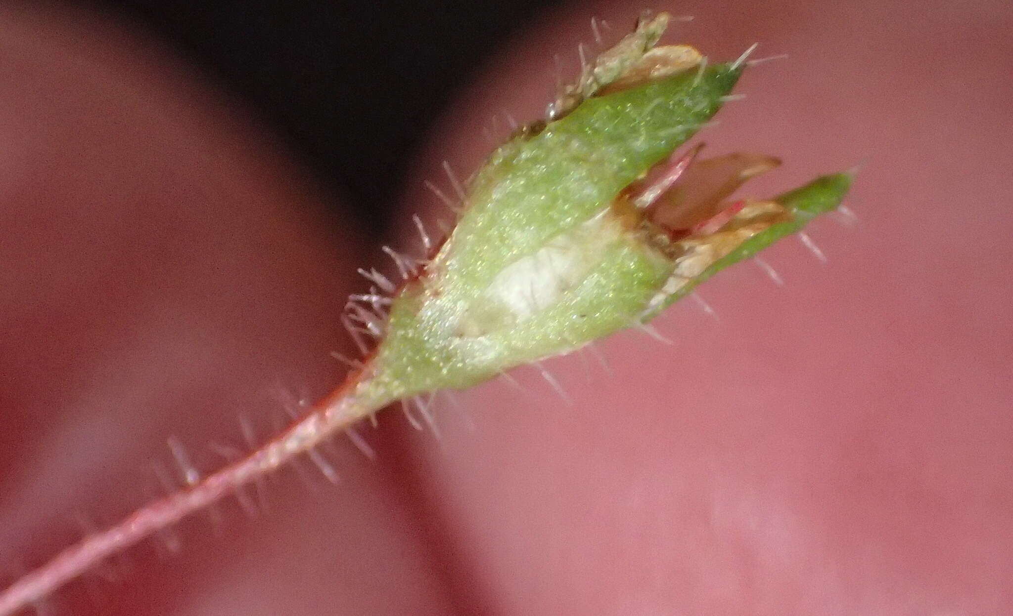 Image of Crassula peculiaris (Tölken) Tölken & Wickens