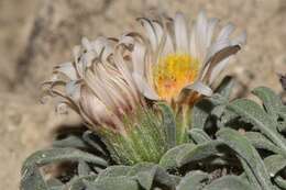 Image of tufted Townsend daisy