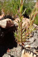 Image of Crassula fascicularis Lam.