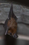 Image of Hollow-faced bat