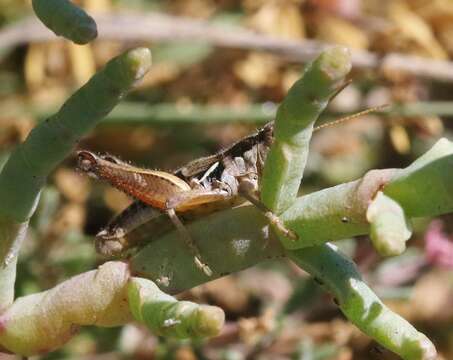 Melanoplus gracilipes Scudder & S. H. 1897的圖片