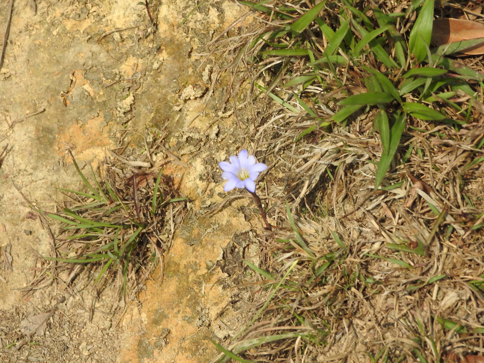 صورة <i>Gentiana loureiroi</i> (G. Don) Grisebach