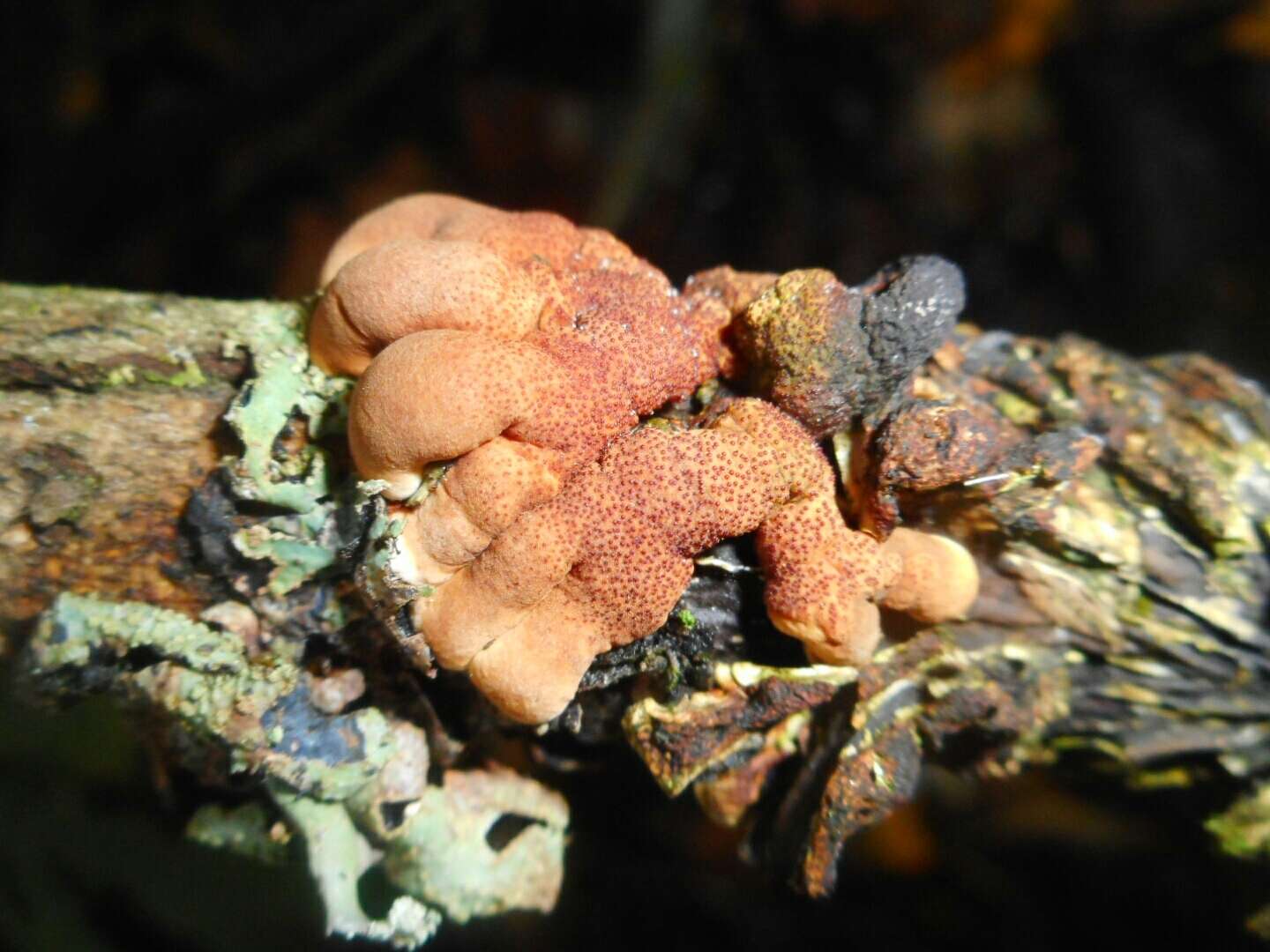 Imagem de Hypocreopsis lichenoides (Tode) Seaver 1910