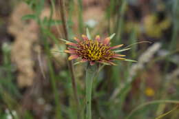 Image of Tragopogon castellanus Leresche & Levier