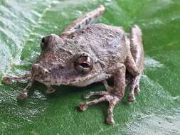 Image of Scinax sugillatus (Duellman 1973)