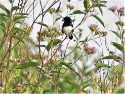 Image de Spermestes bicolor (Fraser 1843)