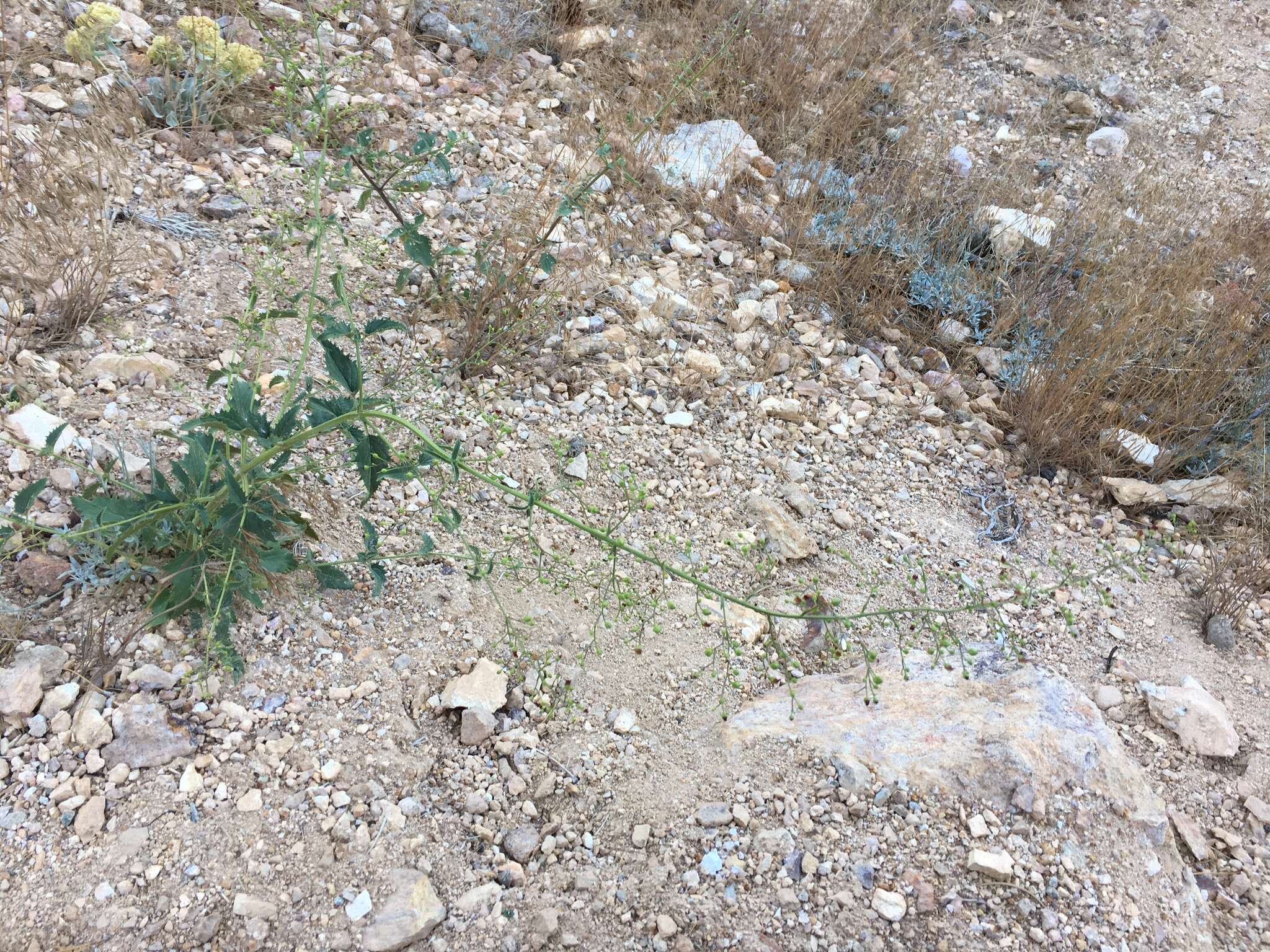 Image of desert figwort