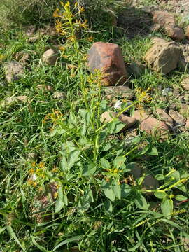 Image of Cleome rupicola Vicary