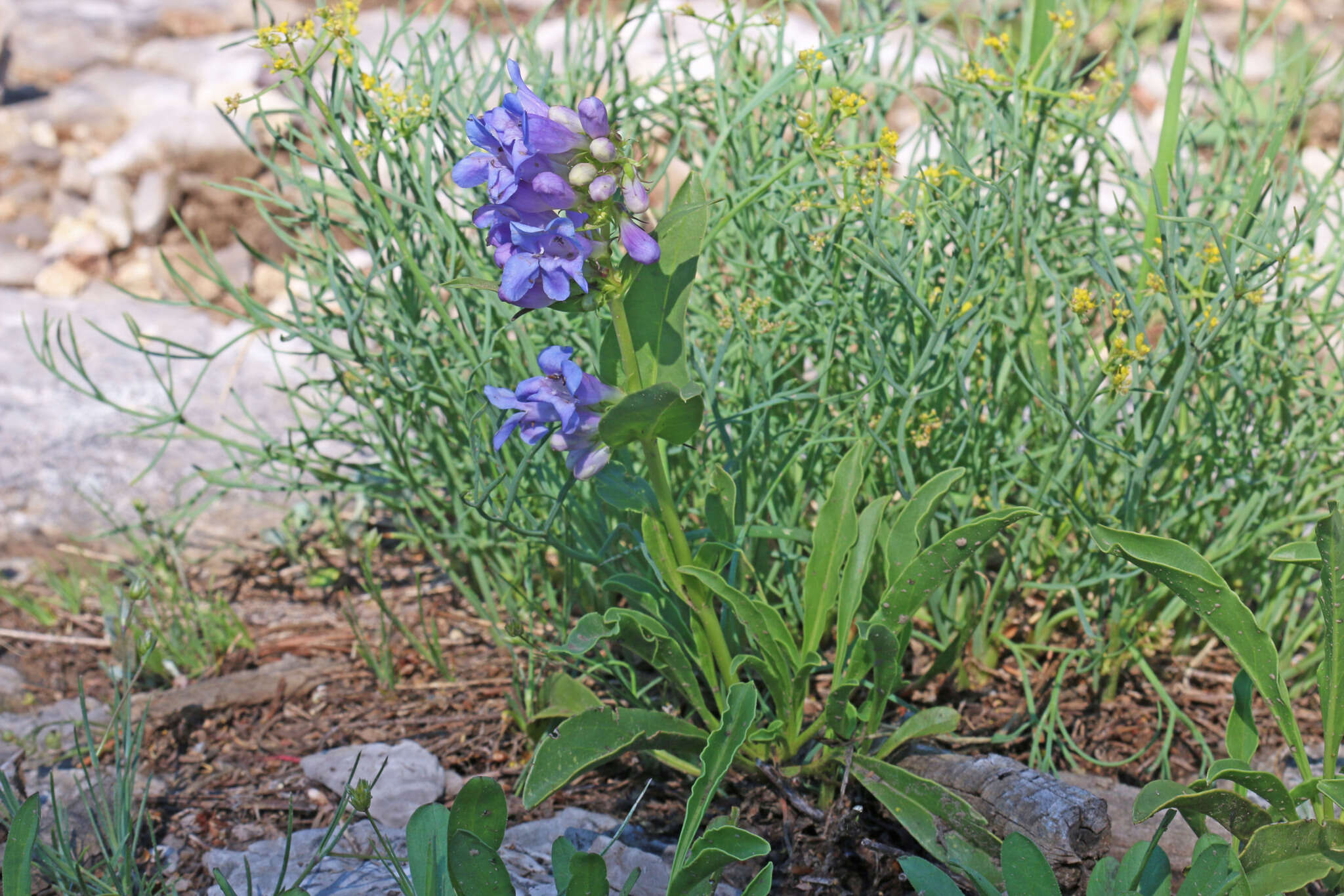 Image of compact penstemon