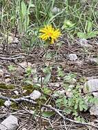 Image of rough gumweed