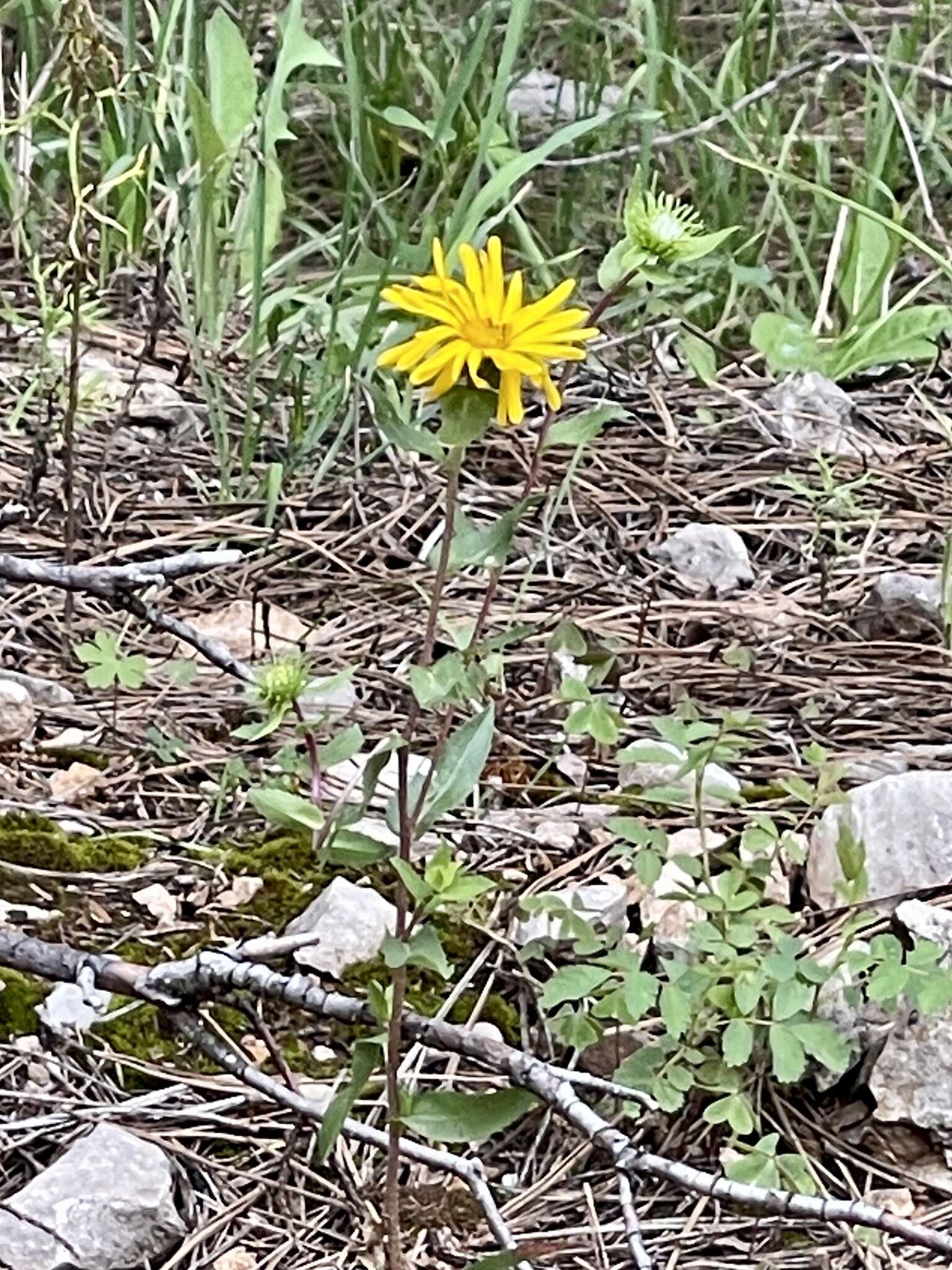 Image of rough gumweed