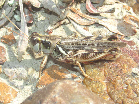 Image of Gladston grasshopper