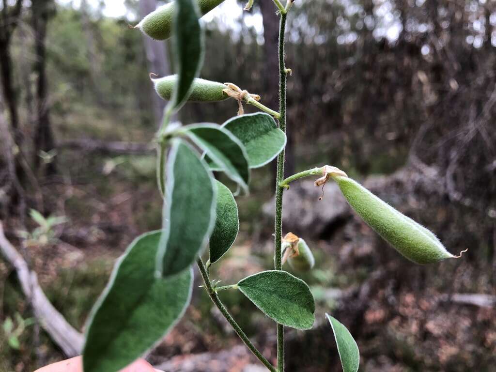 Слика од Isotropis foliosa Crisp