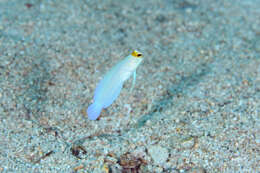 Image of Yellowhead Jawfish