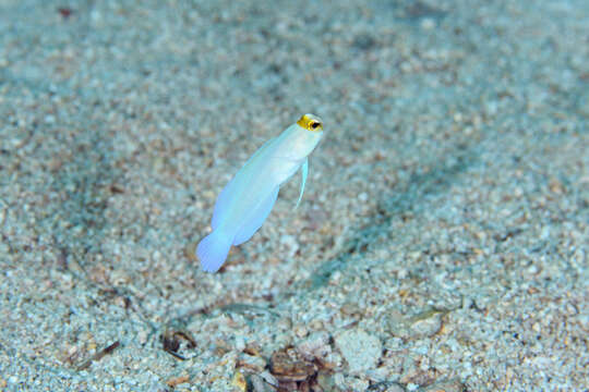 Image of Yellowhead Jawfish