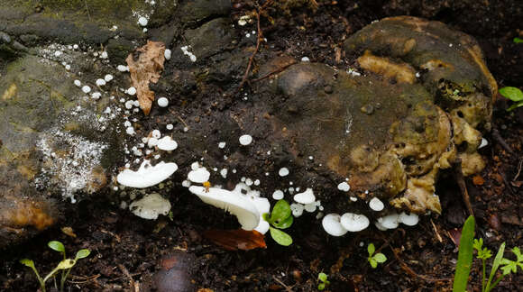 Слика од Entoloma parasiticum (Quél.) Kreisel 1984