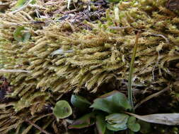 Image of woolly apple-moss