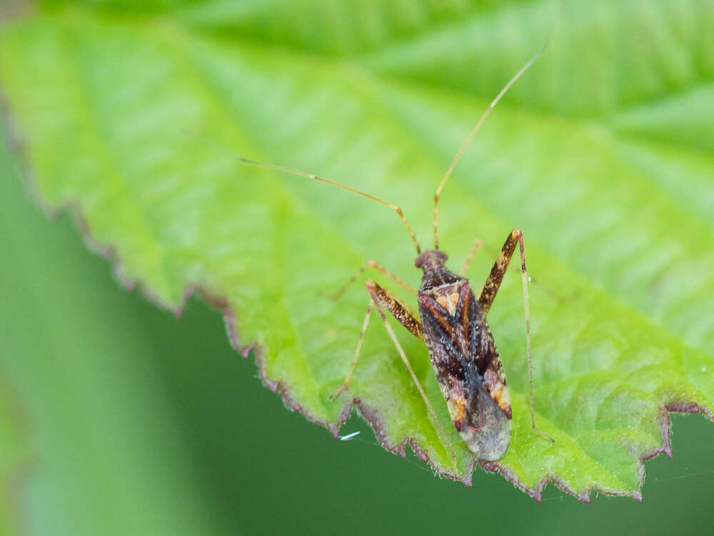 Image of Phytocoris ulmi (Linnaeus 1758)