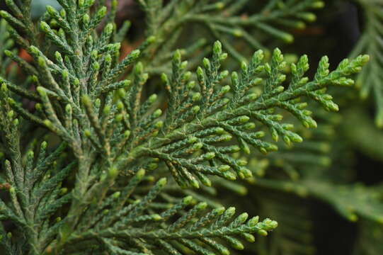 Imagem de Cupressus lusitanica var. benthamii (Endl.) Carrière