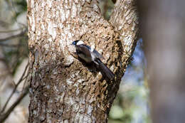 Image of Pied Monarch