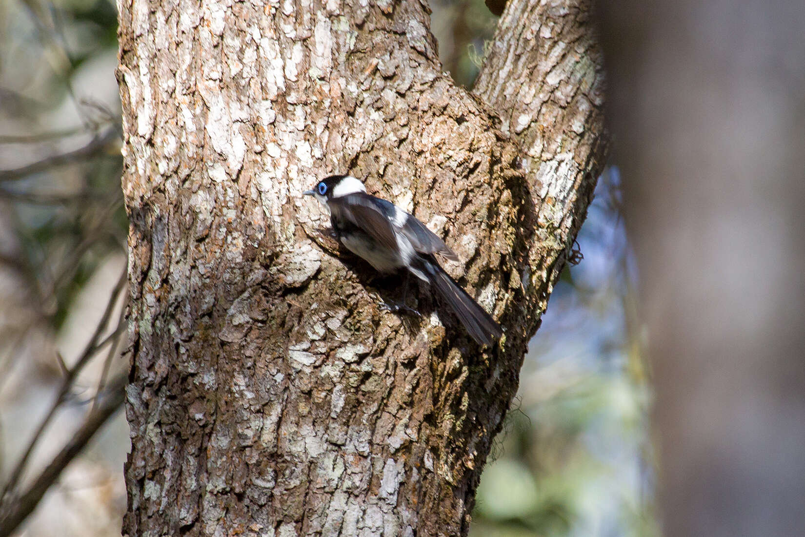 Image of Pied Monarch