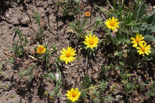 Image of Lyon's pygmydaisy