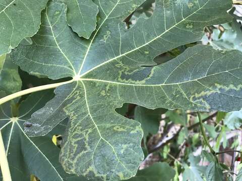 Image of Fig mosaic emaravirus