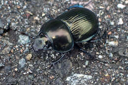 Image of Phelotrupes (Eogeotrupes) laevistriatus (Motschulsky 1857)