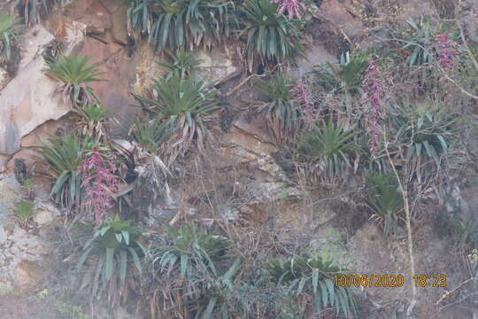 Imagem de Tillandsia australis Mez