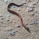Image of Wagler's Ground Snake