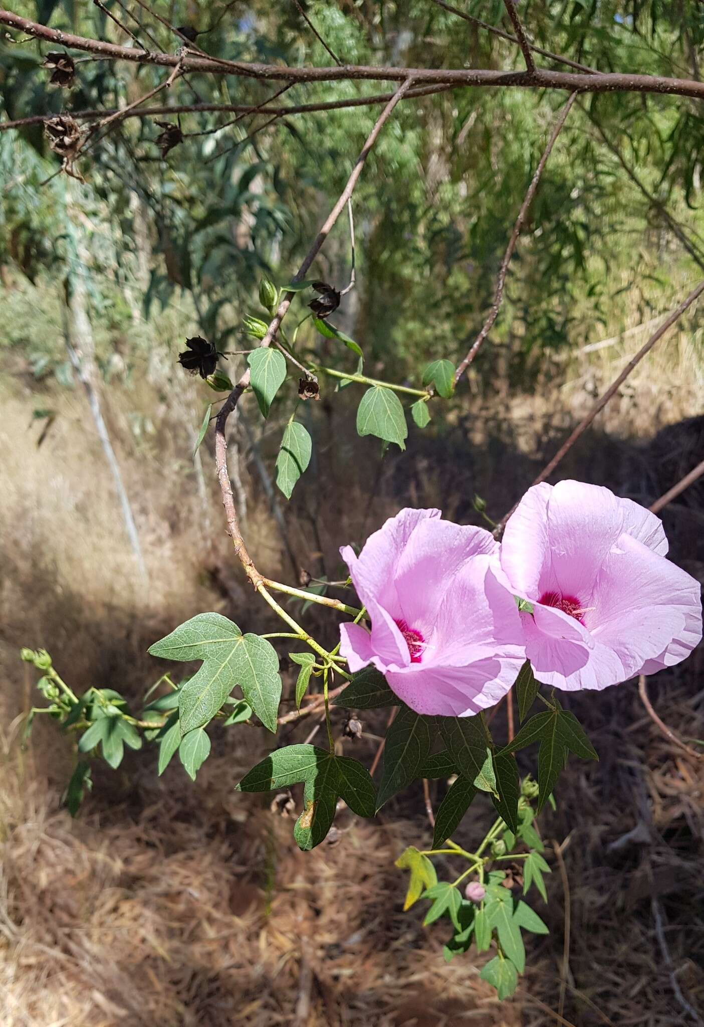 Image of Gossypium robinsonii F. Müll.