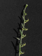 Image of curvenut combseed