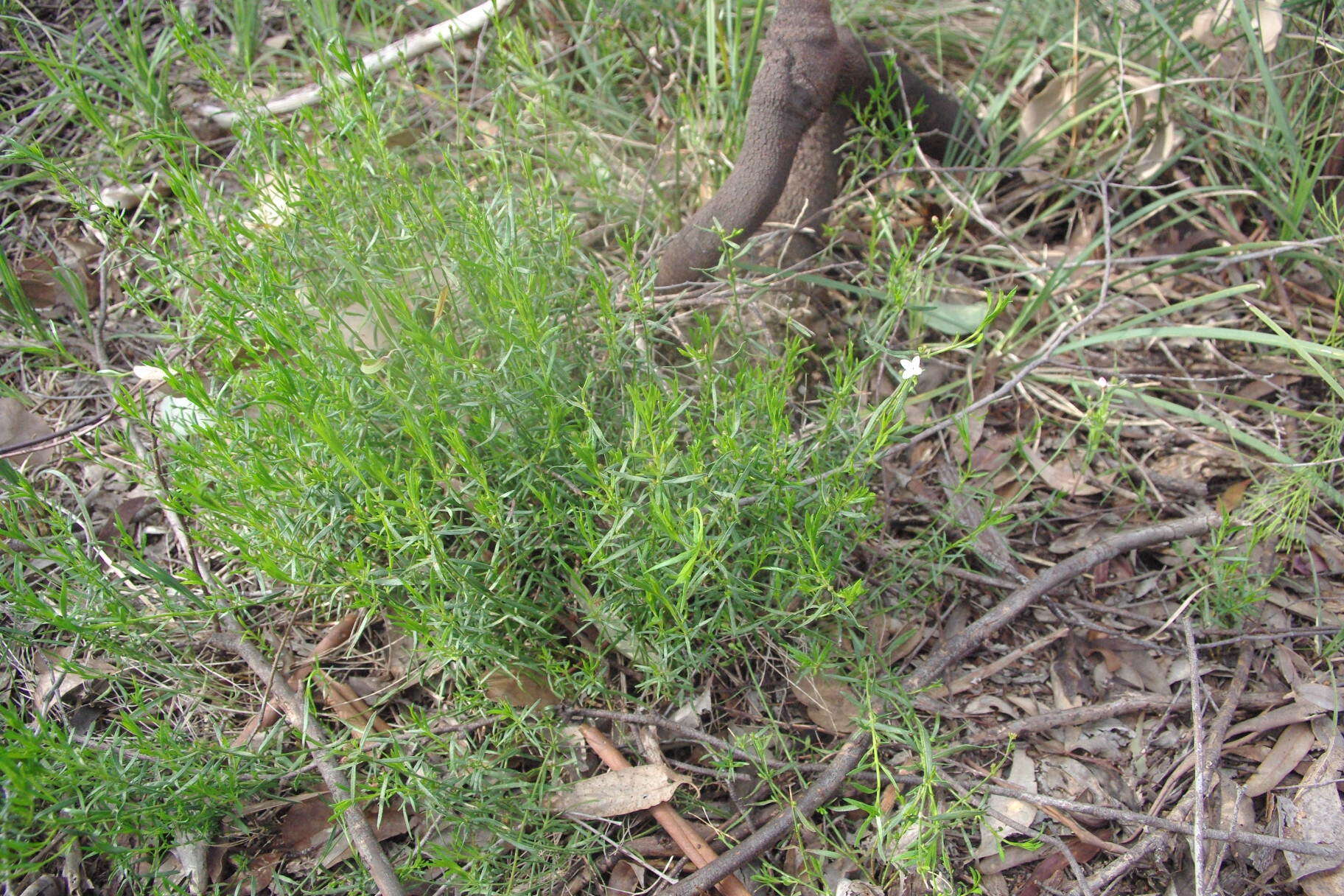 Image de Cyanothamnus nanus var. hyssopifolius